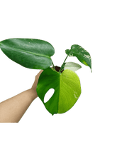 Monstera Jungle Mint